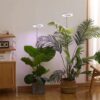 Plant Light
