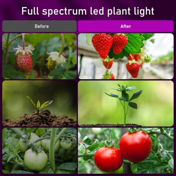 Plant Light